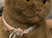 Kittens due 27th July
