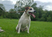 Male KC parson Russell terrier