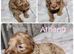 American cockapoos (health tested clear 250 conditions)