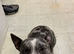 Exotic female micro bully