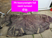 Lots of horsey items for sale bungay