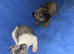 French bulldog pups