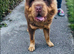 Full choc and tan bear coat Simba