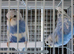 Lrg standard spangle budgies