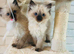 6 Ragdoll kittens