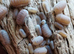 Cubaris, Sinadillo, Spherillo, Armadillidium, Armadillo
