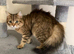 Chinchilla & BSH Cat - Female