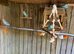 Budgies for sale
