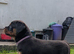 Beautiful Rottweiler pups