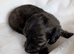Stunning brindle girl