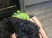 Puppy for sale