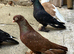 I have three pair fancy Pigeon very nice birds