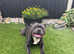 ZIGGY SBT EAST MIDLANDS STUD