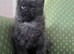 TICA active black smoke female