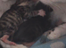 Mixed bengal only one left