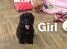 Maggie litter of 2 black girls and 1 black boy