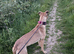 bull grey x belgian malinois