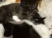 Kitens