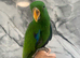 Baby Handreared Very Tame Male Eclectus Parrot,23
