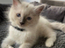 ragdoll kittens
