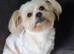 Pure bred shih tzu puppies