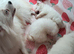 Jackpom puppies