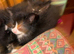 3 kittens available