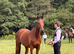 16.1 4 year old WB X TB gelding.