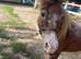 Star 10yrs old Appaloosa Shetland mare 30ins