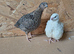 Coturnix Quail cockerels