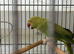 Ringneck parrot
