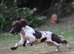 Springer Spaniel puppies for sale