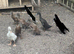 Indian Runner Ducks