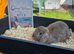 Stunning French Lop Litter