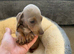 Miniature Dachshund girls