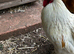 Handsome Pekin Bantam cockerels