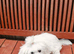 Maltese xxs
