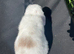 Mini lop
