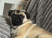 Pug