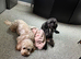 Two cockapoo girls