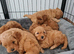 Cavapoochon puppy