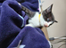 Tuxedo kittens