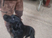 Trained labrador