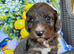 Stunning cockapoo puppies