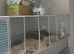 Ginger and White Male Syrian Hamter with cage + accessories