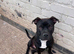 White and brindle staffy
