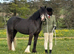 Stunning part bred cob 3yo filly