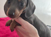 Minature Dachshunds