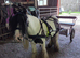 Mini cob gelding