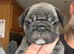 Stunning litter of 4 Prestige Pug babies all looking for their New Forever Homes.